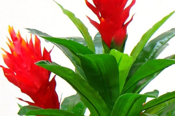 鴻運(yùn)當(dāng)頭怎么養(yǎng)才紅