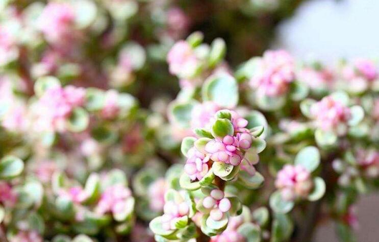 雅樂(lè)之舞的花語(yǔ)，代表著沉默的愛(ài)和光明