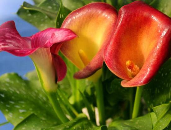 彩色馬蹄蓮花期多長，從11月一直開放到來年5月(半年)