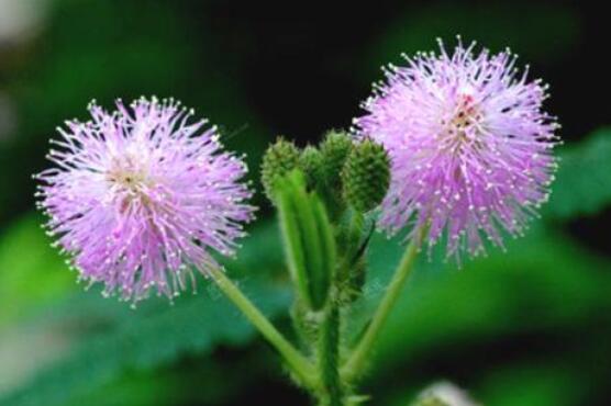 羞草怎么種，浸種晾干、覆土4厘米深(15天生根發(fā)芽)