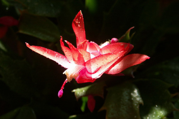 蟹爪蘭的病蟲害預(yù)防與治療