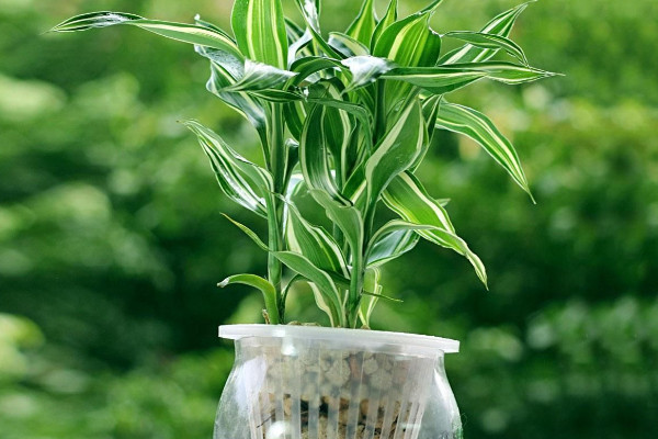 水培富貴竹怎么養(yǎng)才能旺盛，選用干凈清潔的水質(zhì)栽培