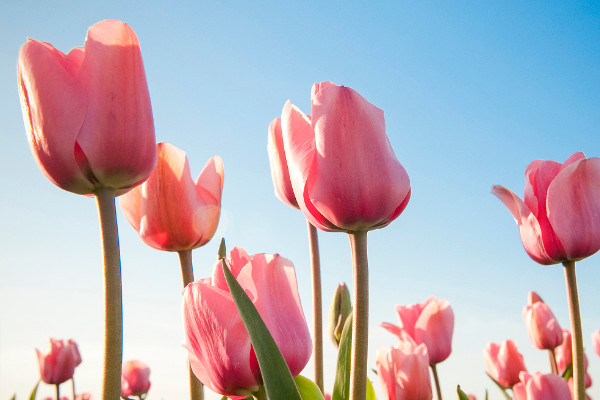 郁金香怎么種長(zhǎng)得快