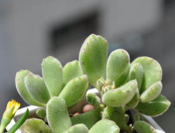 熊童子葉斑病怎么辦，及時摘除病葉、噴灑藥物治療