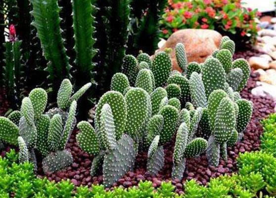 好看的仙人掌圖片欣賞，純天然氧吧，釋放氧氣