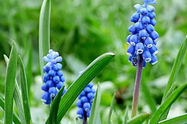 風信子球發(fā)霉了怎么辦