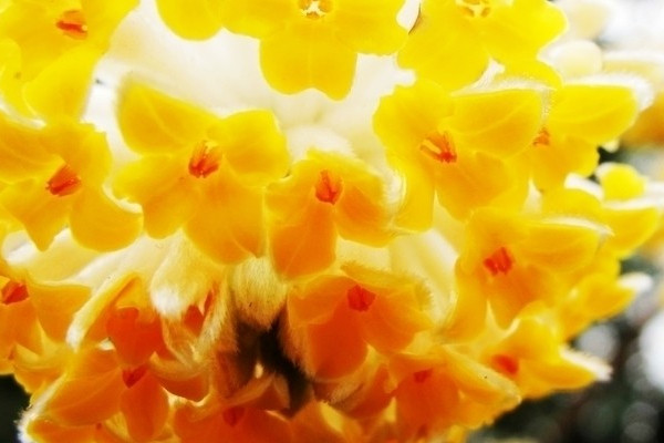 繡球花的室外養(yǎng)殖方法