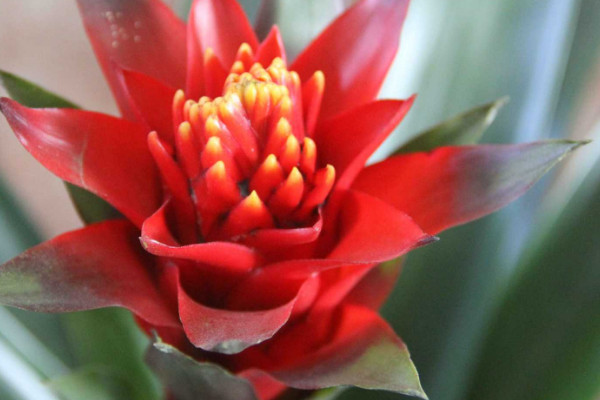 鴻運當頭老株發(fā)幾次芽