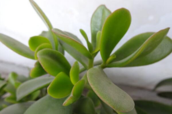 燕子掌適合室內(nèi)養(yǎng)殖嗎，要保證充足的光照