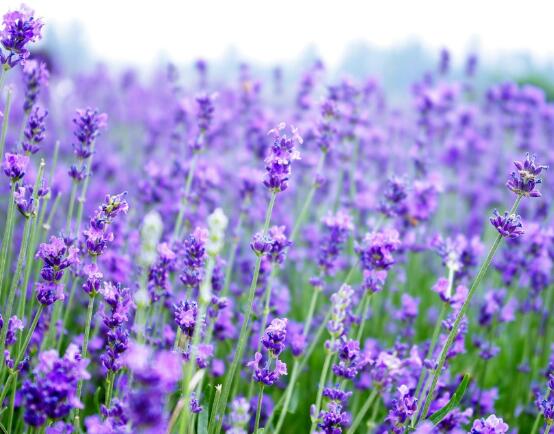 薰衣草的花語是什么，代表著心心相印、愛情的等待