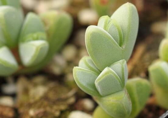 碧玉蓮葉子發(fā)黃變軟怎么辦，教你四種原因以及解決辦法