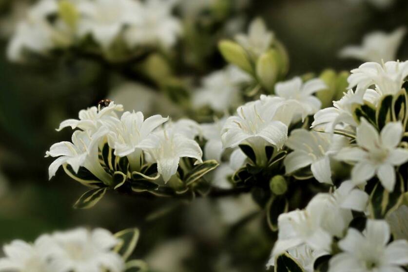 六月雪樹葉發(fā)黑怎么辦，找清原因及時救治（三種原因及解決方法）