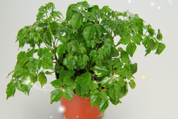 幸福樹葉子卷曲下垂怎么辦，適當(dāng)停止?jié)菜ＷC通風(fēng)