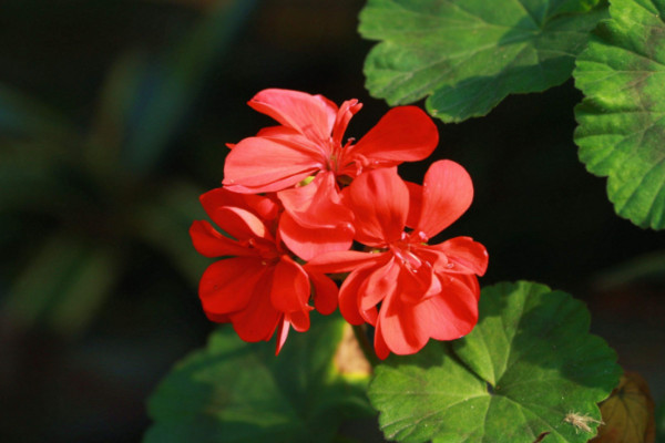 大花天竺葵怎么養(yǎng)，選用富含腐殖質(zhì)營養(yǎng)的土壤栽培