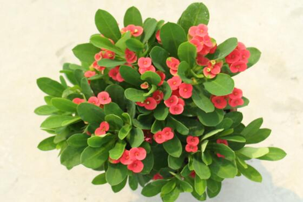 虎刺梅怎么修剪，適當(dāng)修剪可以促進(jìn)分枝、延長(zhǎng)花期