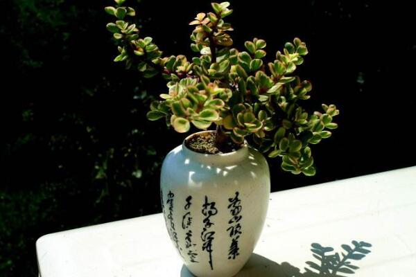 雅樂(lè)之舞可以水培嗎，水培日常管理更加方便