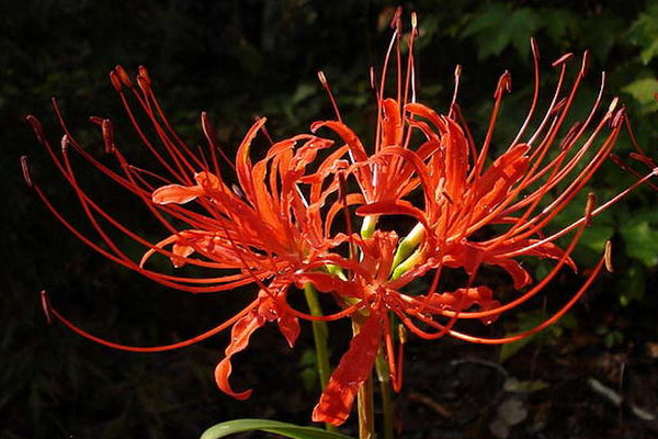 彼岸花是什么季節(jié)開(kāi)的