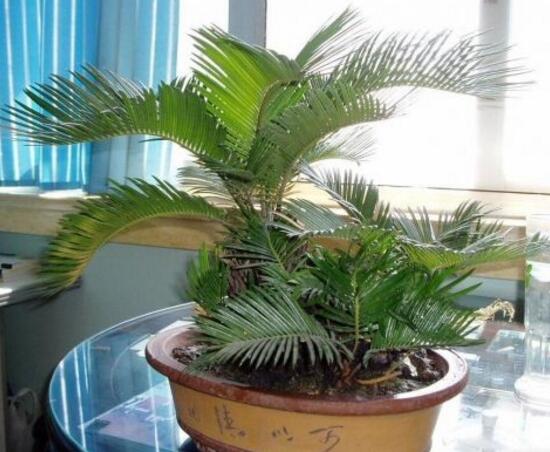 鐵樹為什么不能養(yǎng)單棵，鐵樹放在哪里風(fēng)水最好