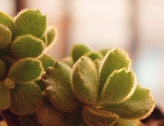 熊童子怎么養(yǎng)才能肥，主要做好四個要點即可