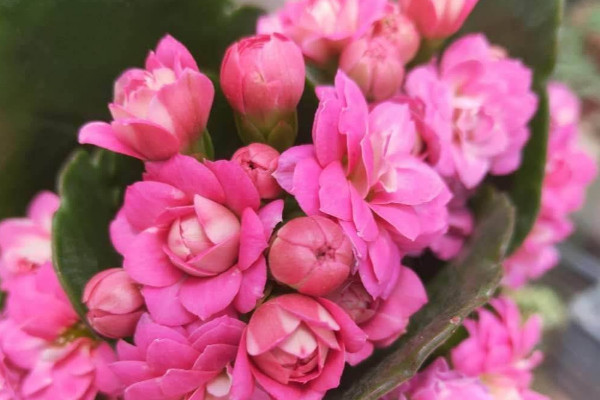 長(zhǎng)壽花葉子發(fā)白是什么原因