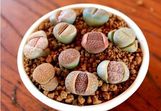 生石花用什么盆好，陶盆、泥瓦盆、紫砂盆任選其一(深盆)