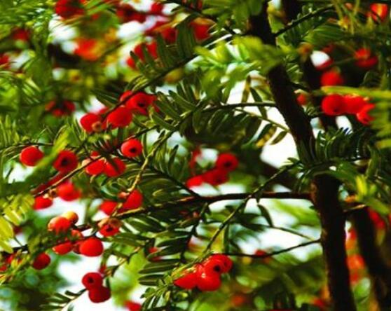 東北紅豆杉與南方紅豆杉有什么區(qū)別，介紹最簡單的三種區(qū)別方法