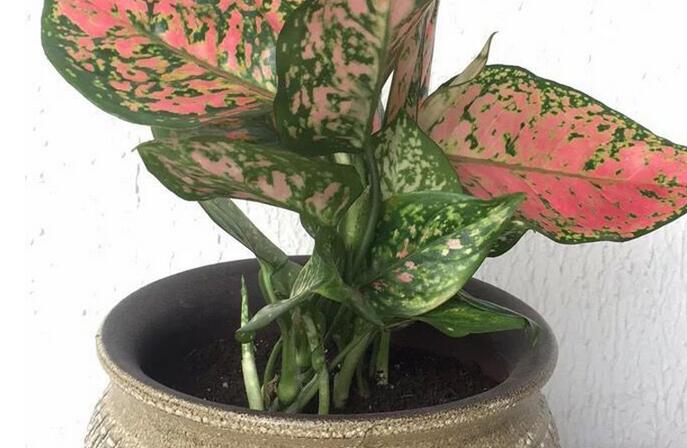 彩葉萬年青有毒嗎，汁液和莖部組織液有毒