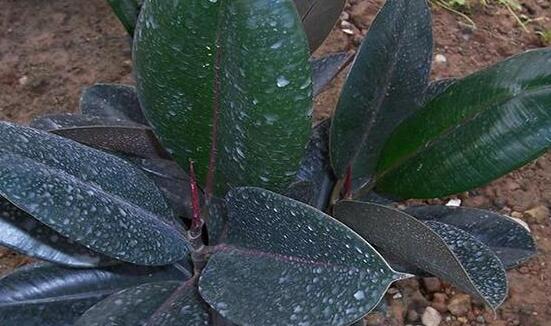 橡皮樹的扦插方法，做好四大步驟成活率百分百