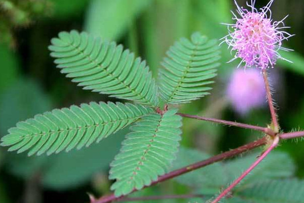 含羞草怎么養(yǎng)