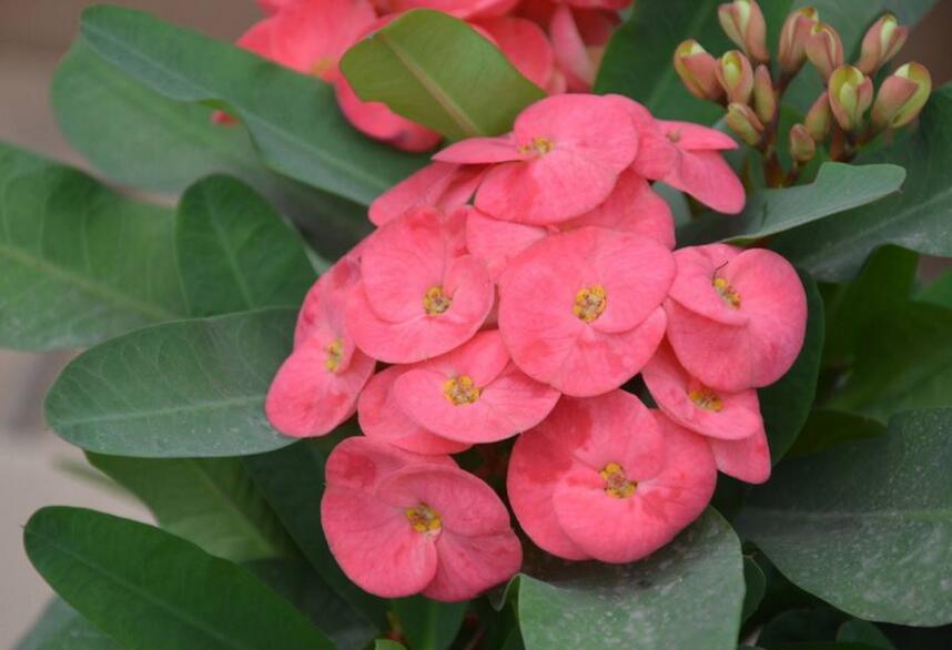 虎刺梅花期，養(yǎng)的好一年四季都可以開花