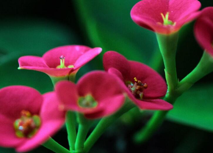 盆栽虎刺梅的養(yǎng)殖方法，施肥澆水頭頭要顧到