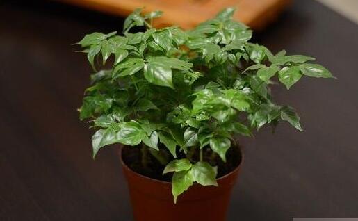 幸福樹的養(yǎng)護(hù)，栽種土壤和水份的施加都要注意