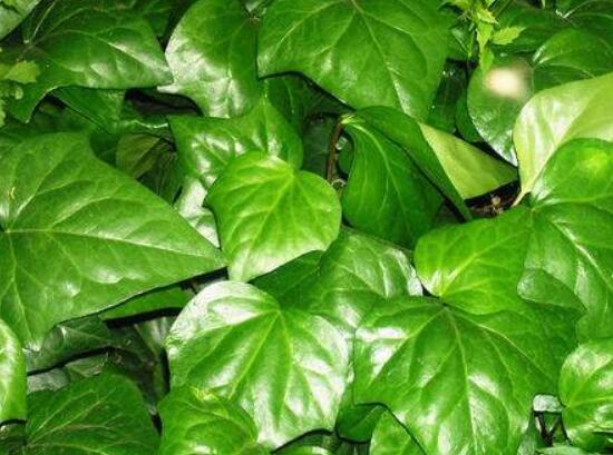 常春藤和常青藤一樣嗎，教你三種區(qū)別方法(形態(tài)/生長環(huán)境/作用)