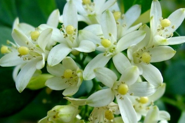 九里香為什么不結果