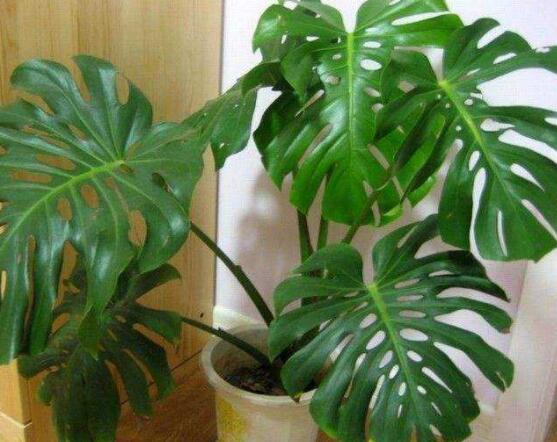 龜背竹用深盆還是淺盆，透氣性強深盆為主(陶盆/紫砂盆/泥瓦盆)