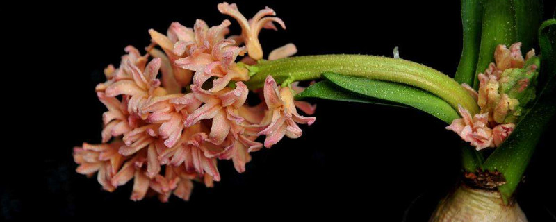 風(fēng)信子水培多久長(zhǎng)根