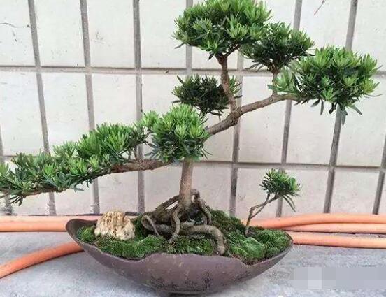 羅漢松盆景施肥，做好以有機液肥、稀薄的餅肥水為主