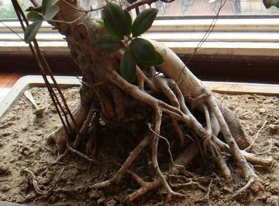 榕樹的品種，盤點榕樹八大品種