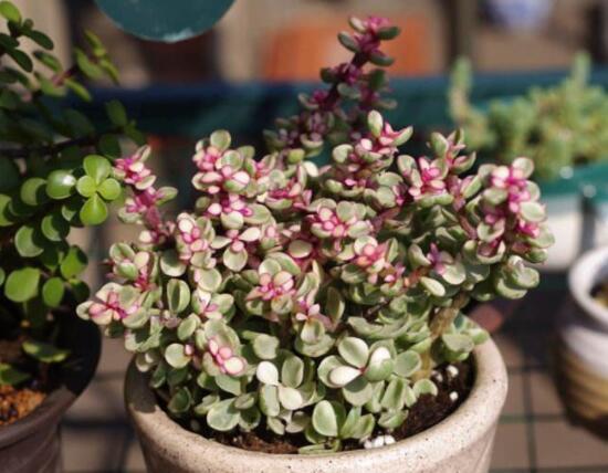 雅樂之舞如何變粉，五個小妙招教你變得粉紅