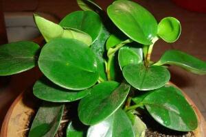 碧玉施什么肥好，碧玉的施肥方法