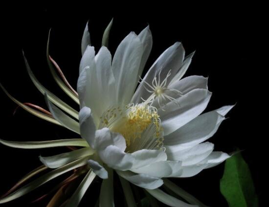 曇花怎么修剪，以輕剪與中剪為主(忌重剪)