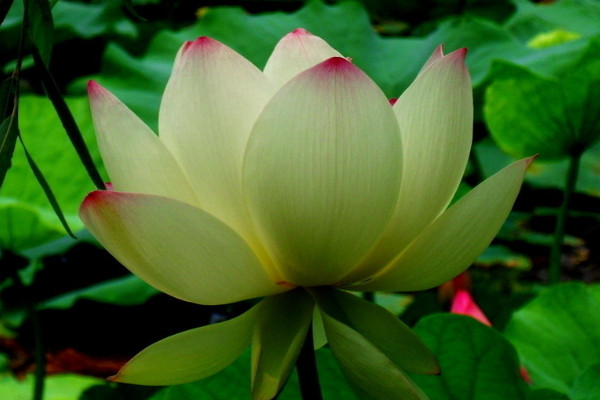 水培荷花的養(yǎng)殖方法和注意事項