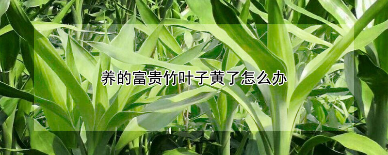 養(yǎng)的富貴竹葉子黃了怎么辦