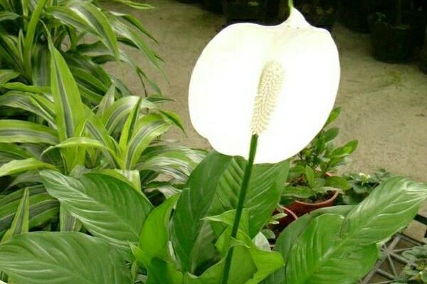 一帆風順花有毒嗎，室內(nèi)養(yǎng)殖要注意（花沒毒汁液有毒）