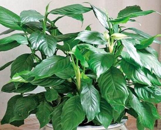 萬年青開花代表什么，富貴吉祥,健康長壽