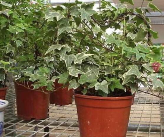 怎樣讓常春藤長(zhǎng)得快，教你六個(gè)要點(diǎn)生長(zhǎng)枝繁葉茂