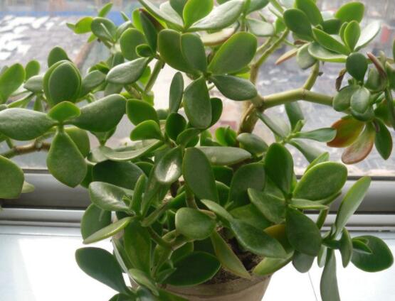 玉樹(shù)如何施肥，做到薄肥勤施原則(春夏秋冬)