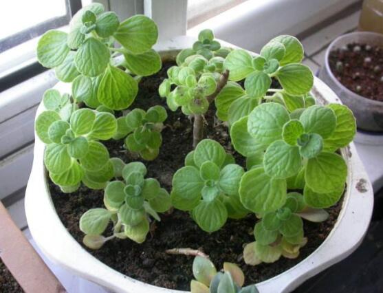 碰碰香木質(zhì)化怎么辦，只需要立馬重新進行扦插繁殖