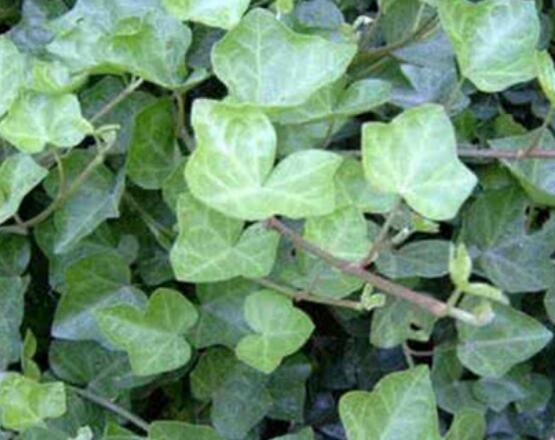 家庭養(yǎng)常春藤常見問題大全，做好六點(diǎn)基本要點(diǎn)即可(生長翠綠)