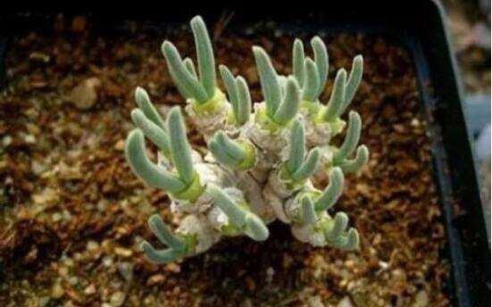 碧光環(huán)怎么種，保持盆土微濕潤/秋季種植存活率高